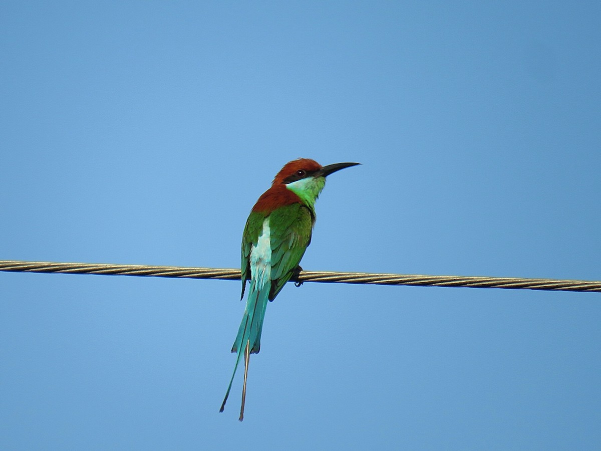 Rufous-crowned Bee-eater - ML619555274