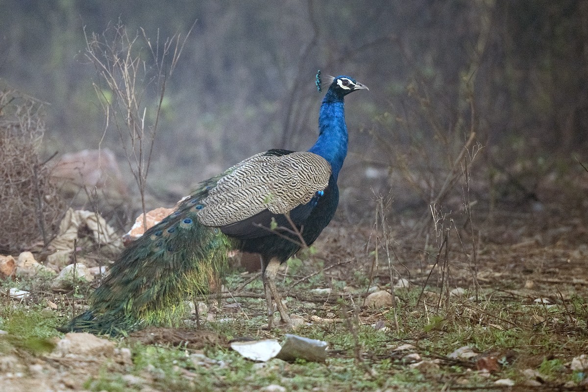 Indian Peafowl - Wachara  Sanguansombat