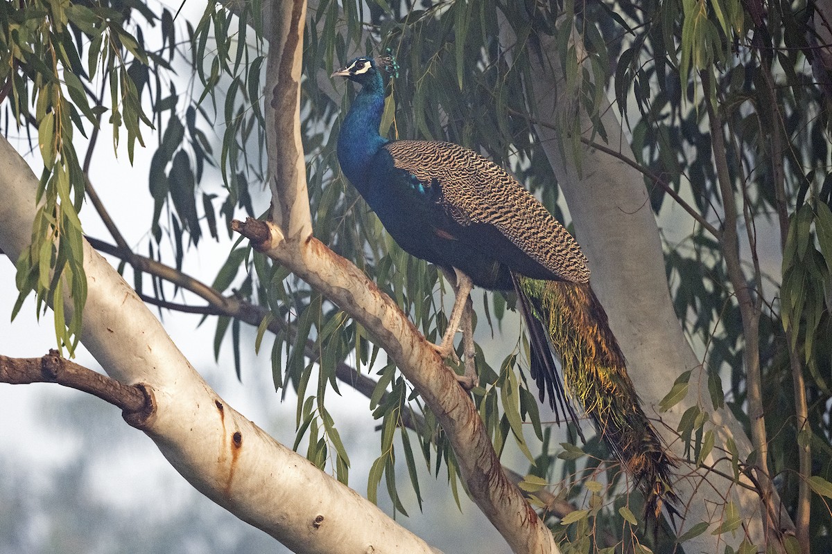 Indian Peafowl - Wachara  Sanguansombat