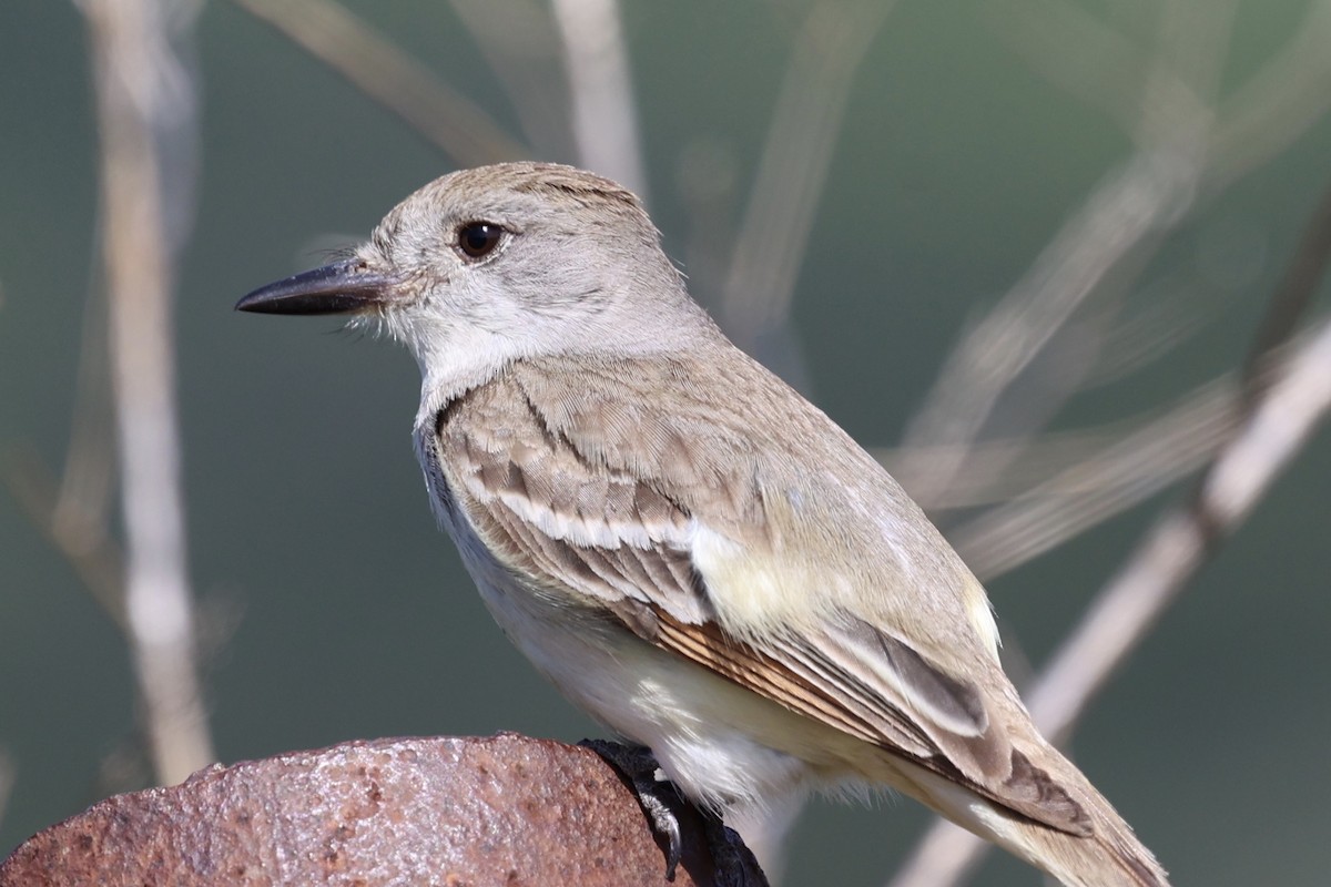 Ash-throated Flycatcher - Ann Stockert