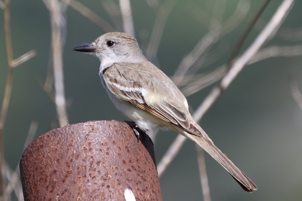 Ash-throated Flycatcher - ML619555281