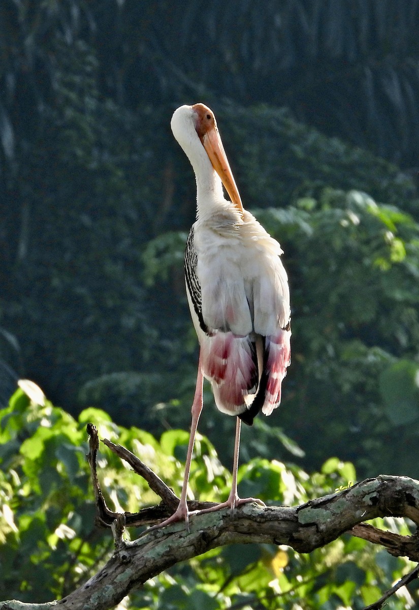 Painted Stork - Alisha Tay