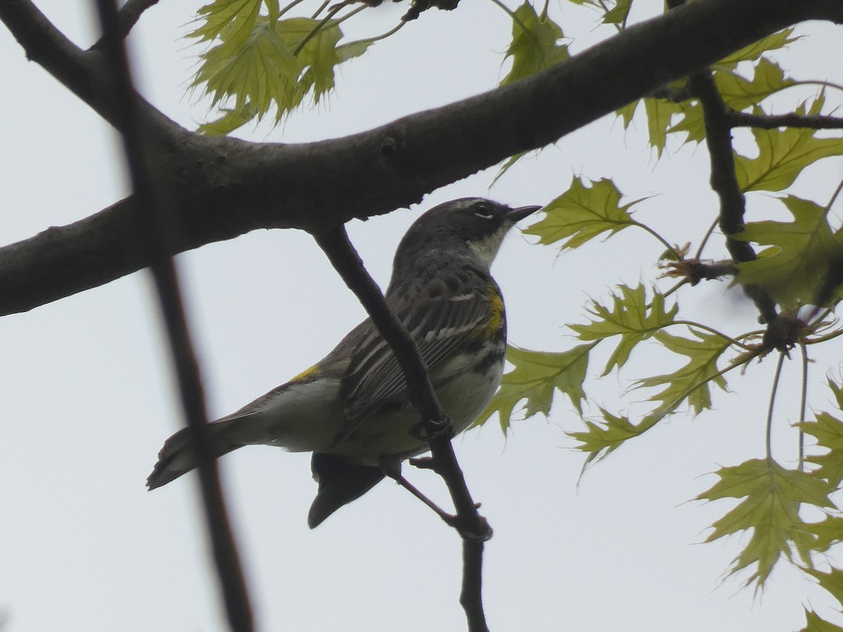 Yellow-rumped Warbler - ML619555290