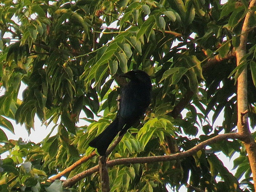 Drongo balicassio - ML619555291