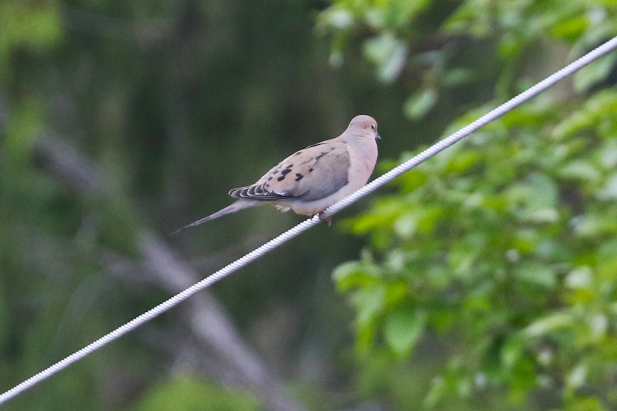 Mourning Dove - John F. Gatchet