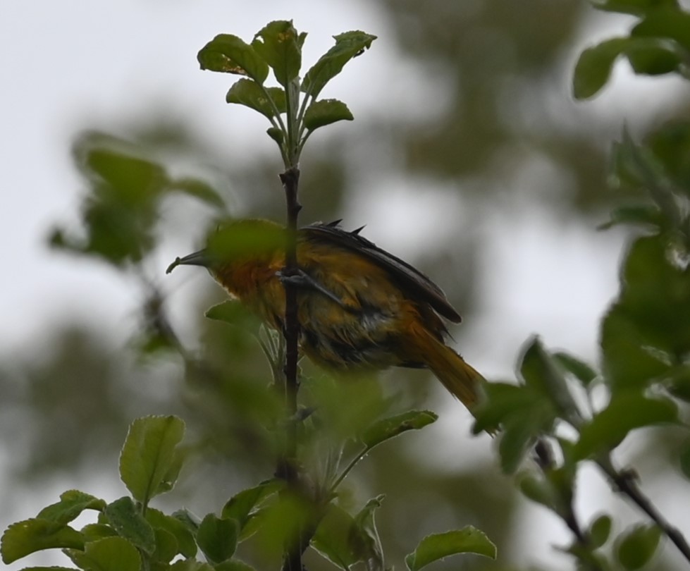 Baltimore Oriole - Nicolle and H-Boon Lee
