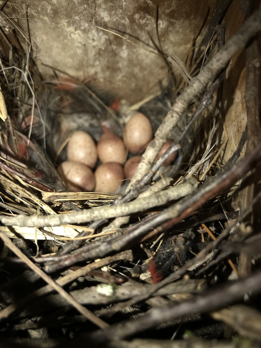 House Wren (Northern) - ML619555299