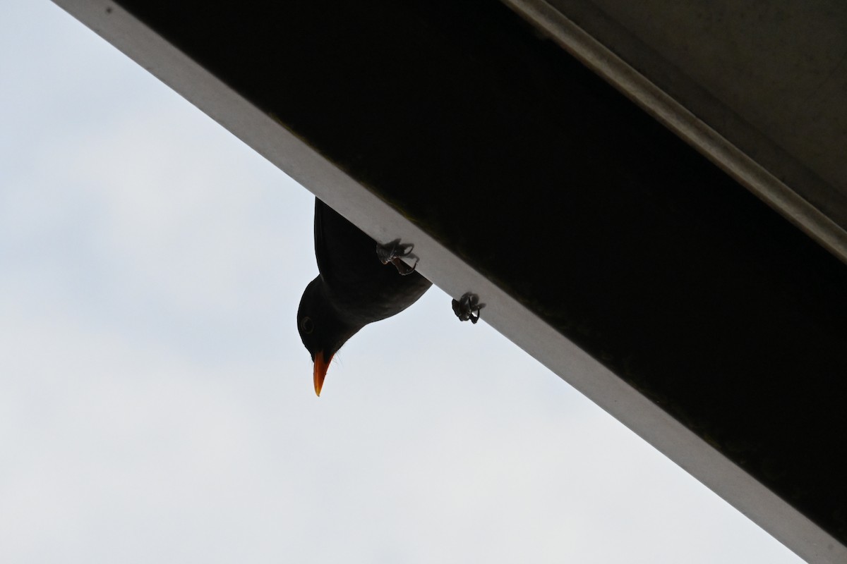 Eurasian Blackbird - Gillian  Richards