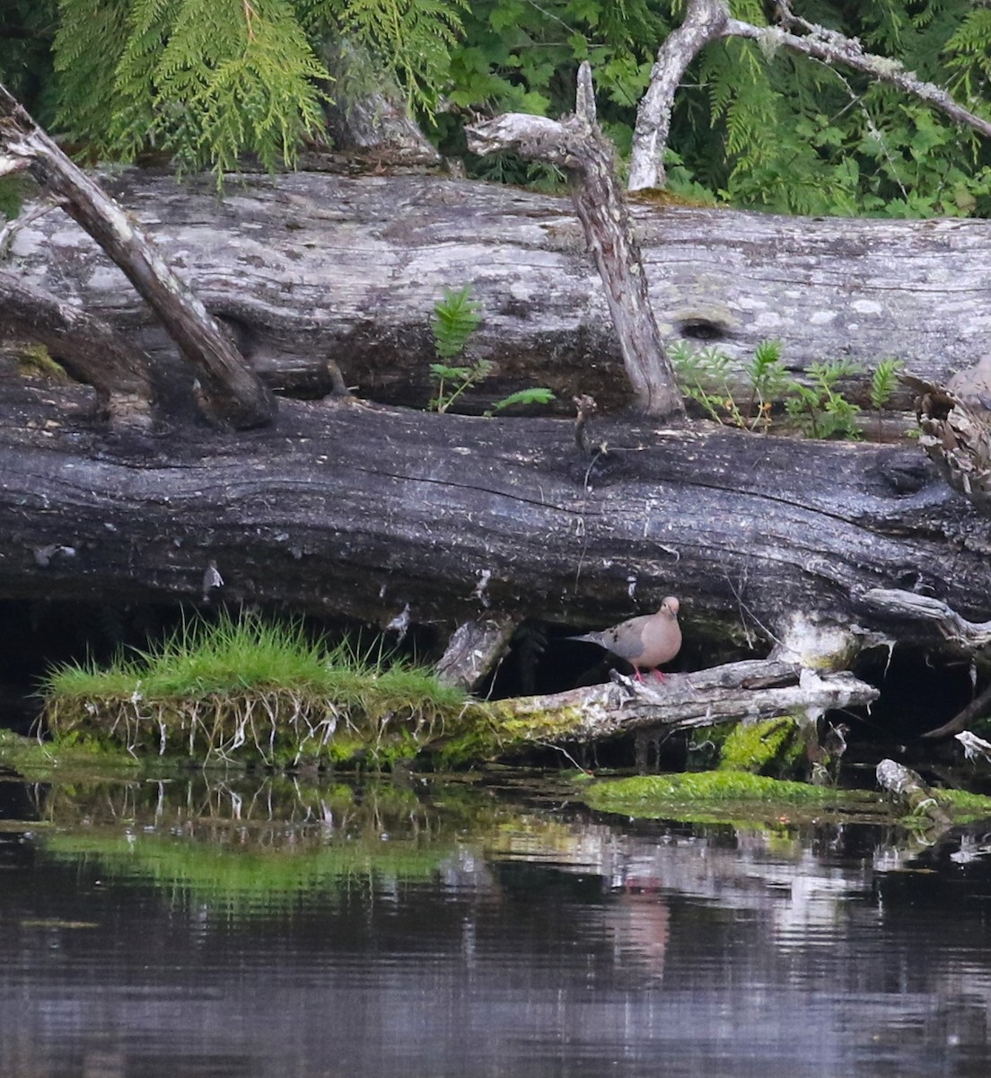 Mourning Dove - John F. Gatchet