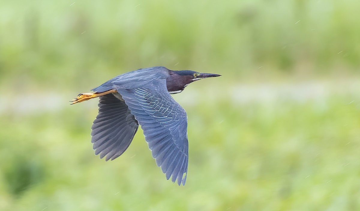 Green Heron - Iris Kilpatrick