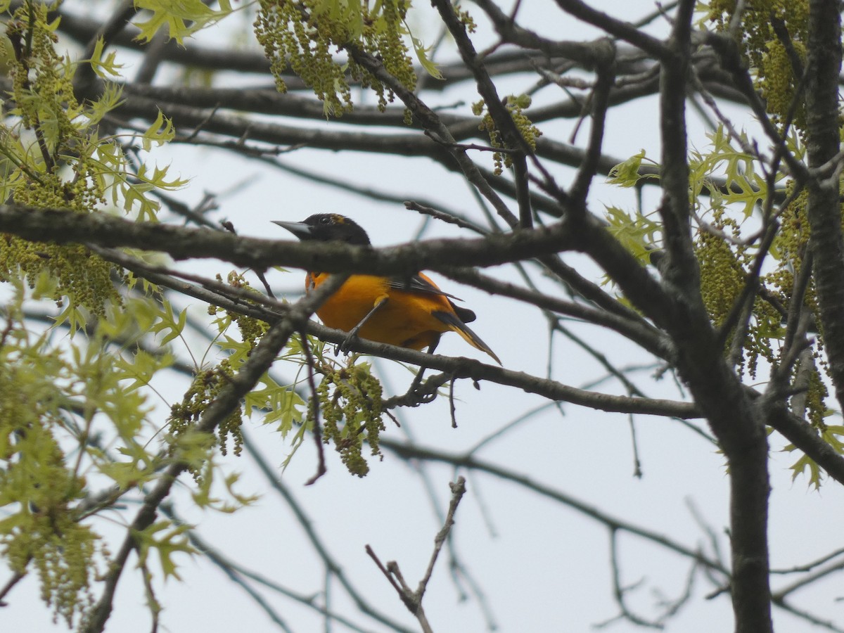 Baltimore Oriole - Irene Cody