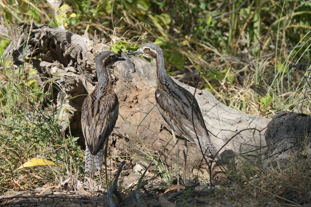 Bush Thick-knee - ML619555312