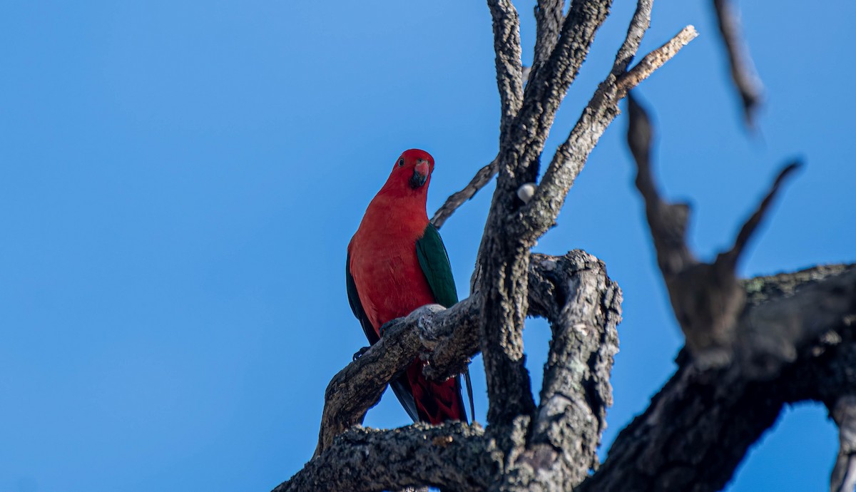 Australian King-Parrot - Gordon Arthur