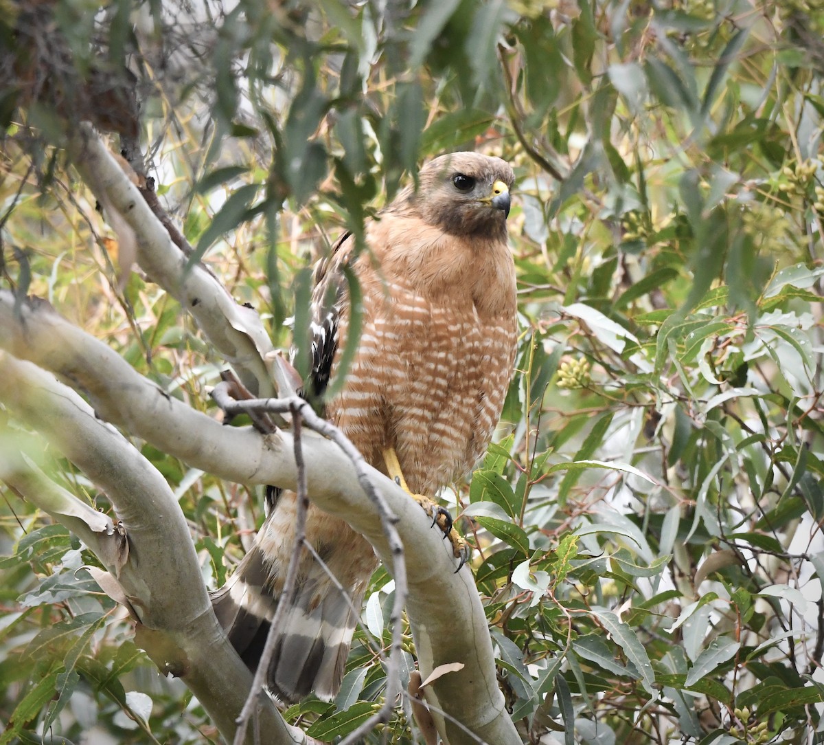 Red-shouldered Hawk - Caleb P.