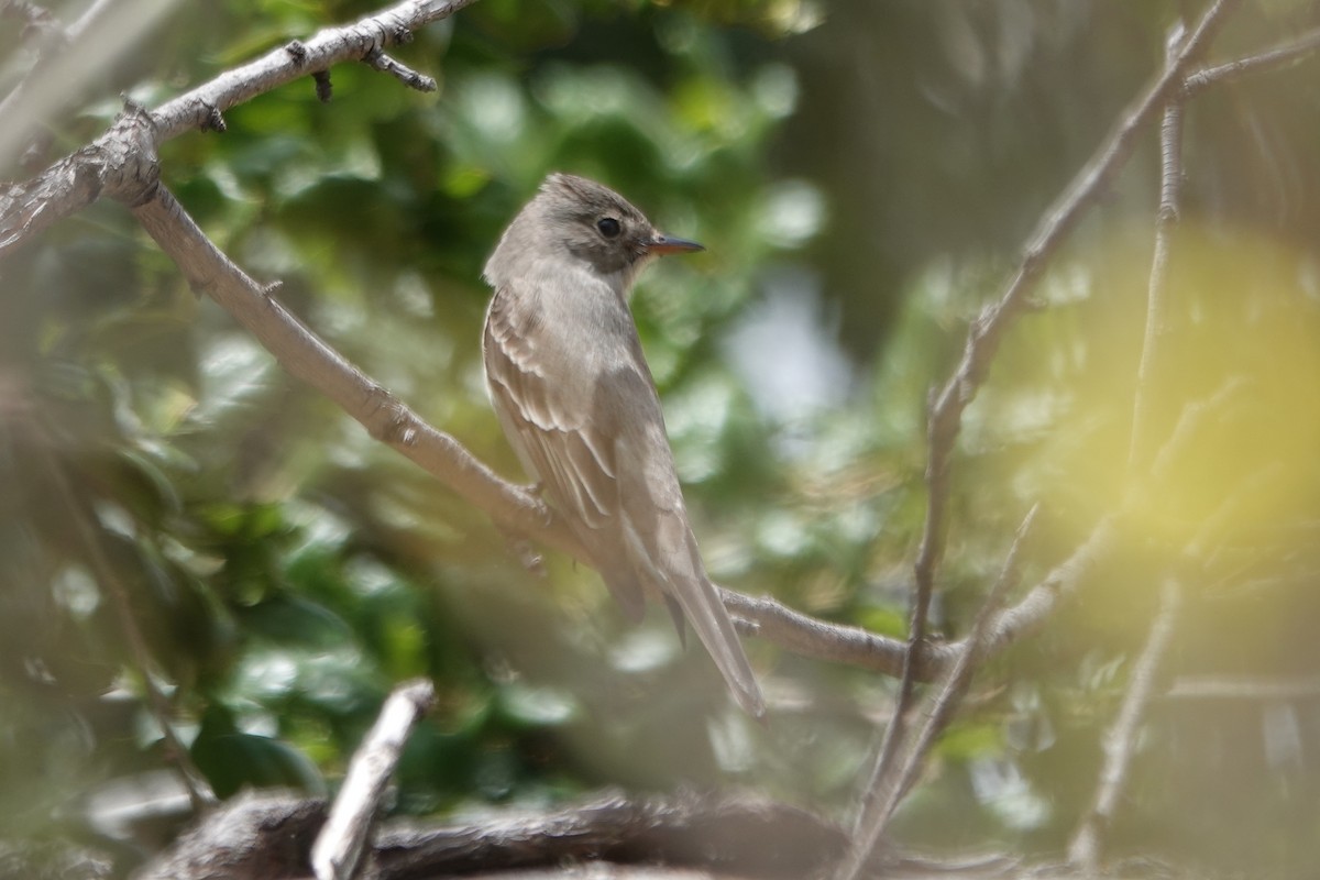 Western Wood-Pewee - Erica Rutherford/ John Colbert