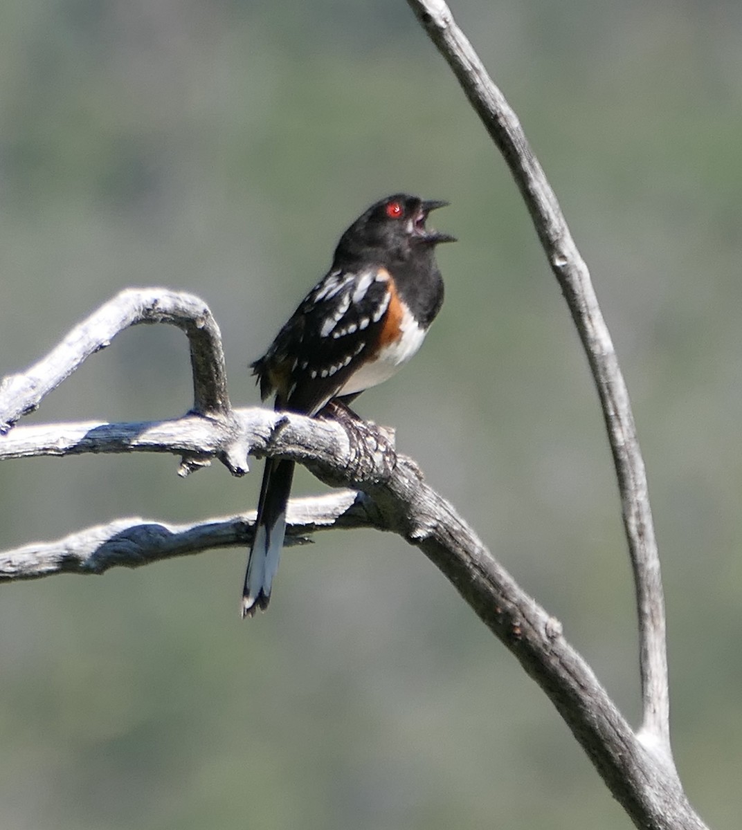 Spotted Towhee - ML619555322
