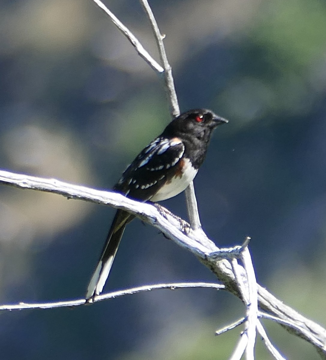 Spotted Towhee - Melanie Barnett