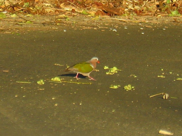 Asian Emerald Dove - Breyden Beeke