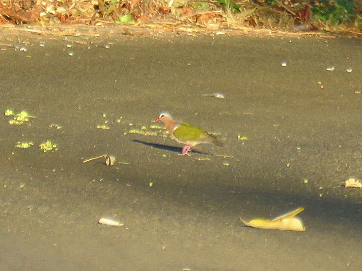 Asian Emerald Dove - Breyden Beeke