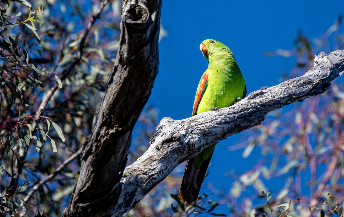 Red-winged Parrot - Gordon Arthur