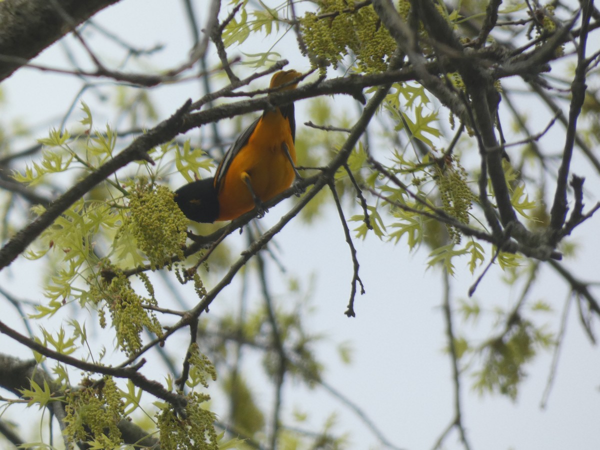 Baltimore Oriole - Irene Cody