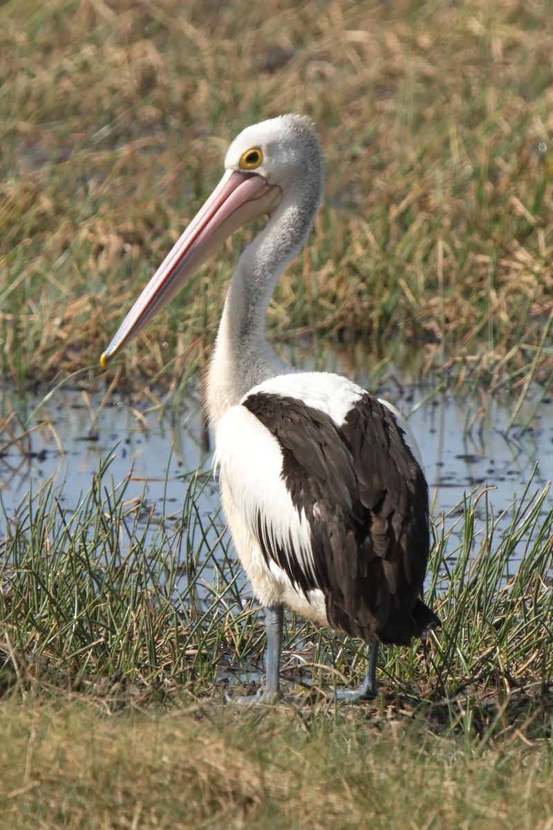 Australian Pelican - Ed Pierce