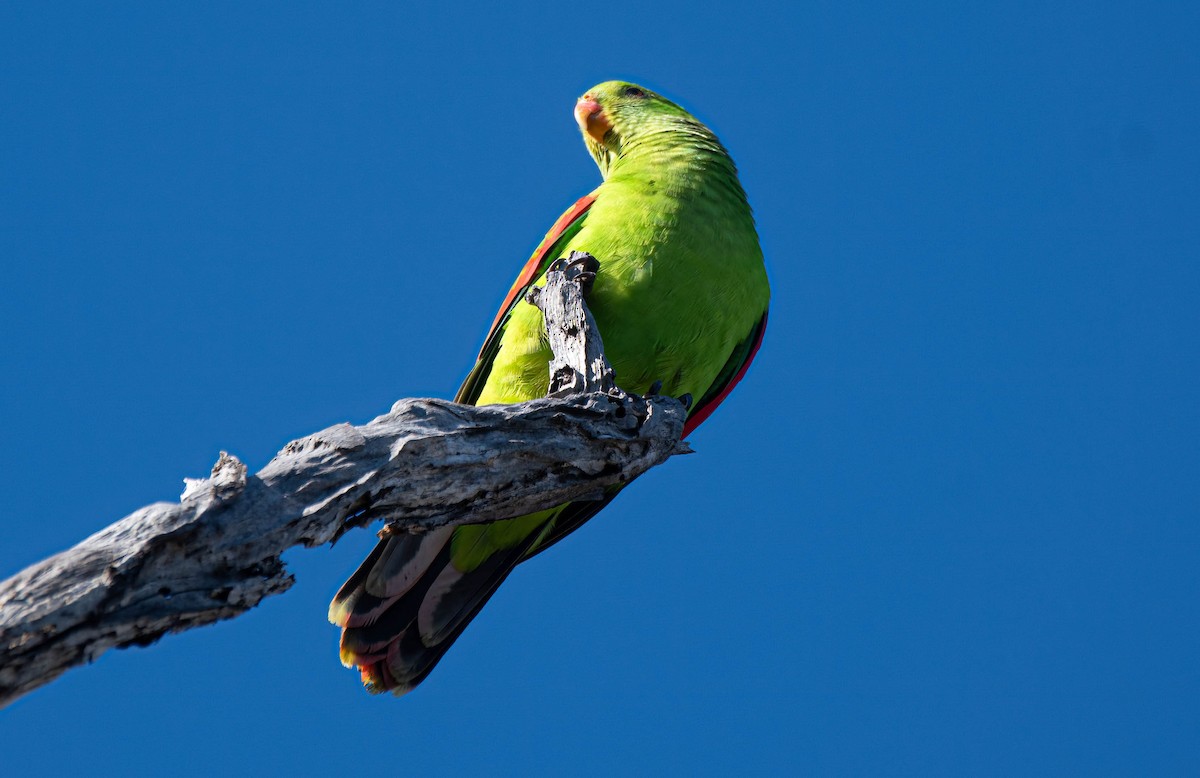 Red-winged Parrot - ML619555335