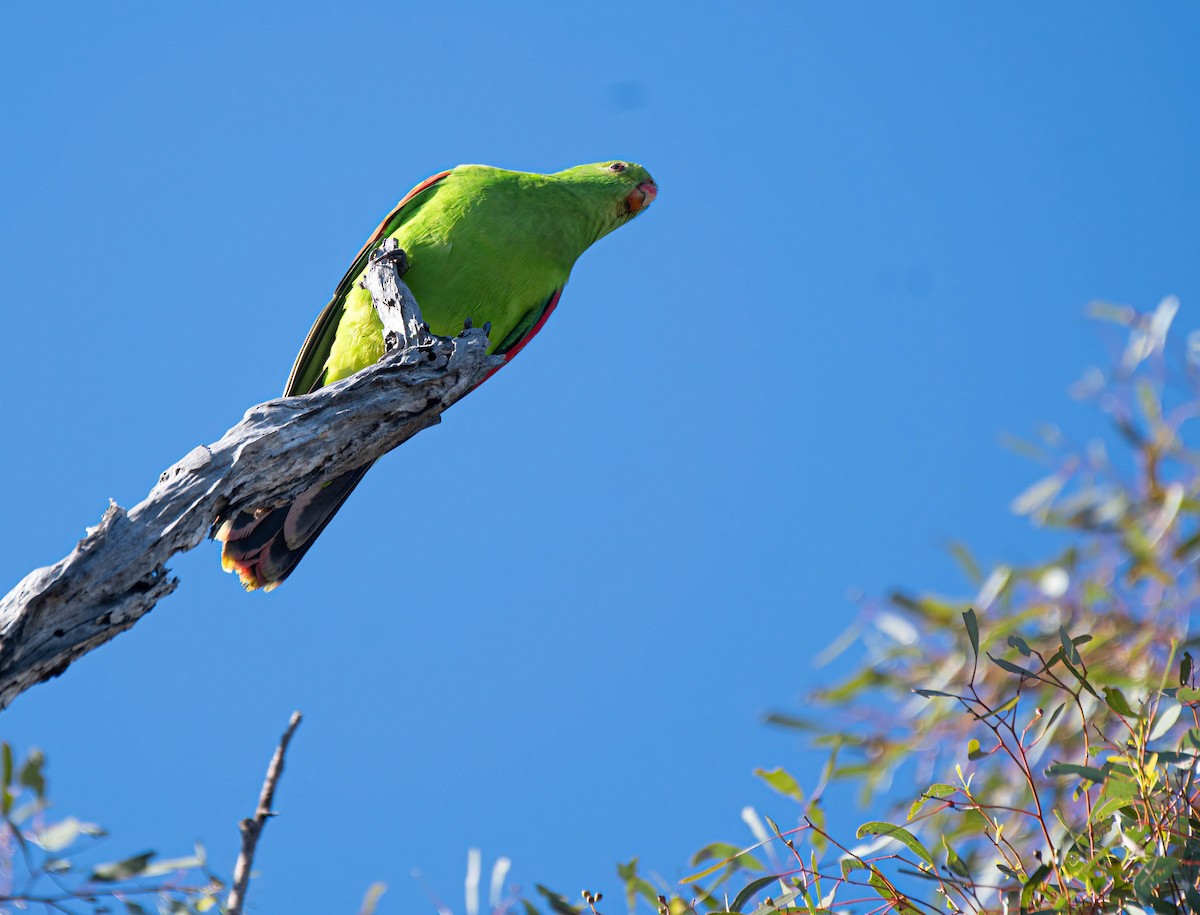 Red-winged Parrot - Gordon Arthur