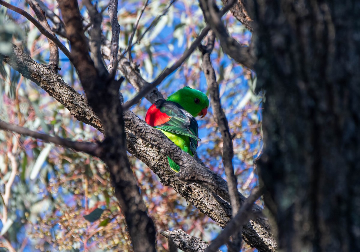 Red-winged Parrot - Gordon Arthur