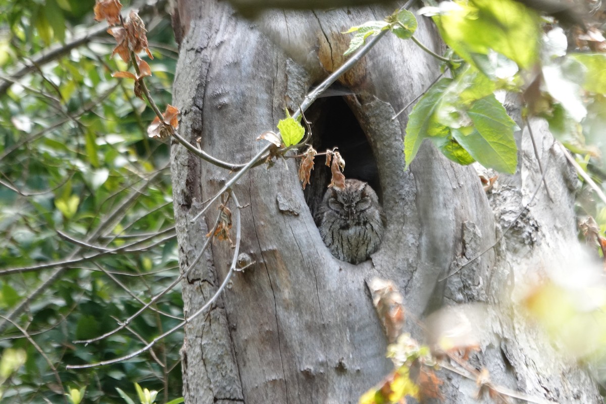 Western Screech-Owl - Erica Rutherford/ John Colbert