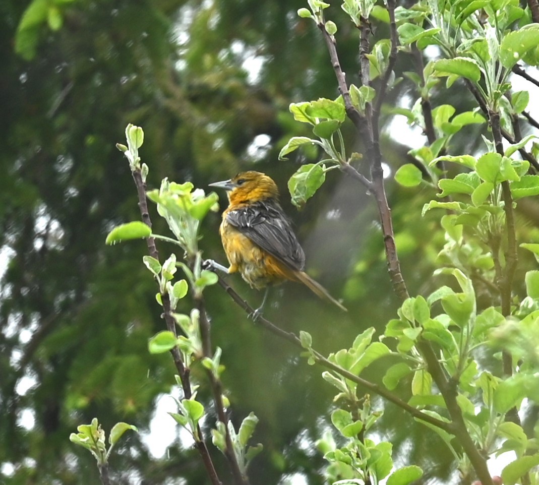 Baltimore Oriole - Nicolle and H-Boon Lee