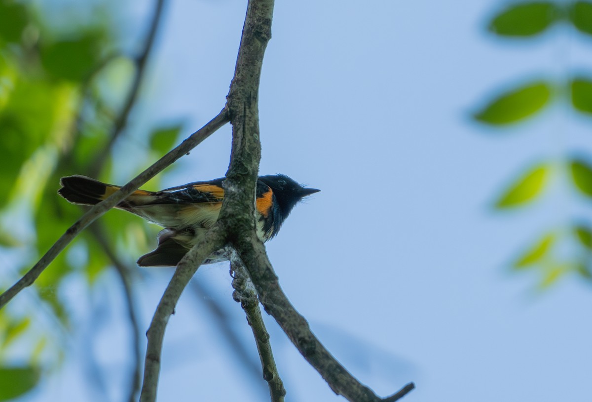 American Redstart - Chad Berry