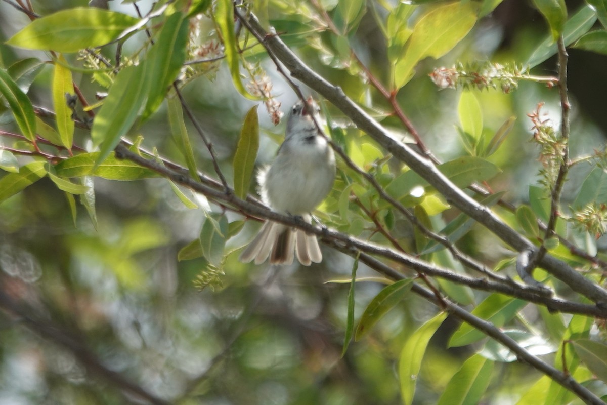 Bell's Vireo (Least) - Erica Rutherford/ John Colbert