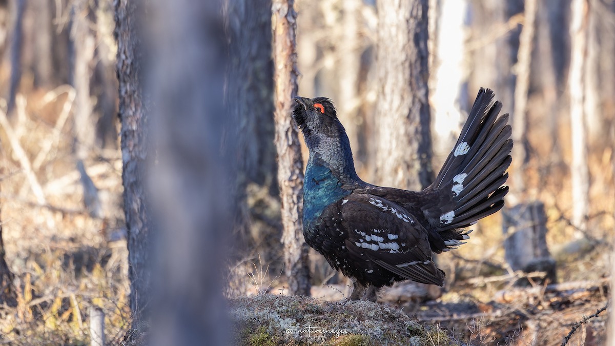 Black-billed Capercaillie - Weeds S