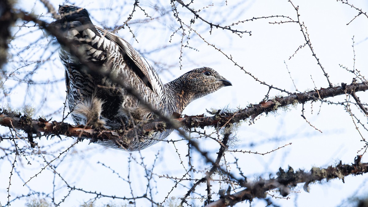 Black-billed Capercaillie - Weeds S