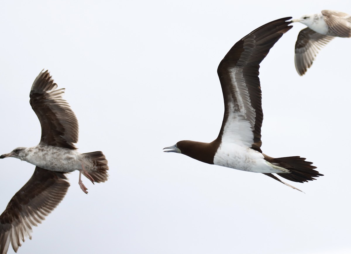 Brown Booby - ML619555367