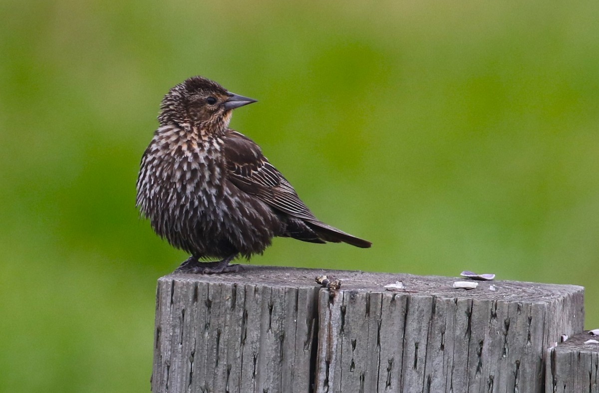 Red-winged Blackbird - John F. Gatchet