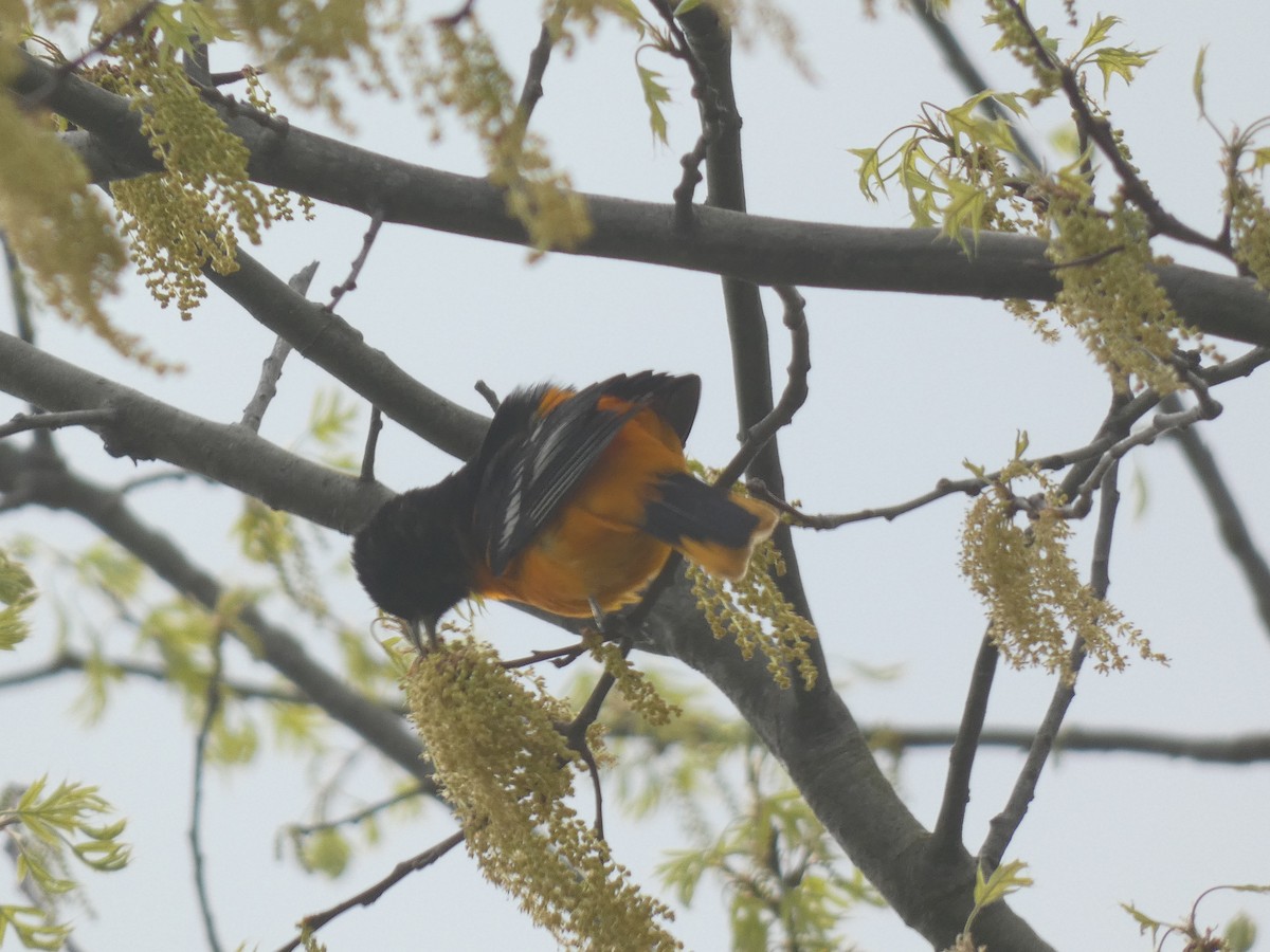 Baltimore Oriole - Irene Cody