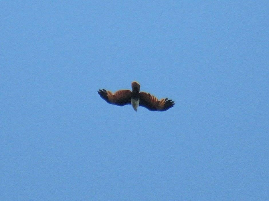 Brahminy Kite - Breyden Beeke