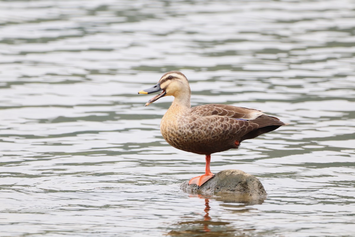 Eastern Spot-billed Duck - Herman Viviers