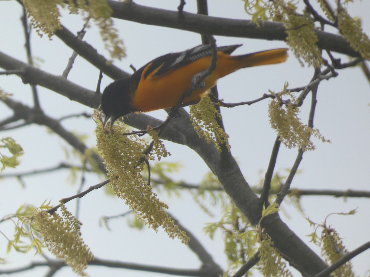 Baltimore Oriole - Irene Cody