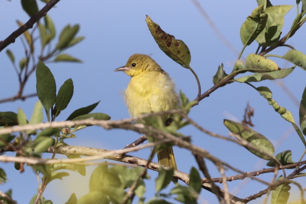 Hooded Oriole - ML619555379