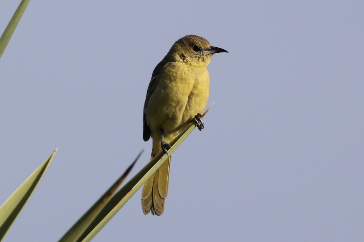 Hooded Oriole - Ann Stockert