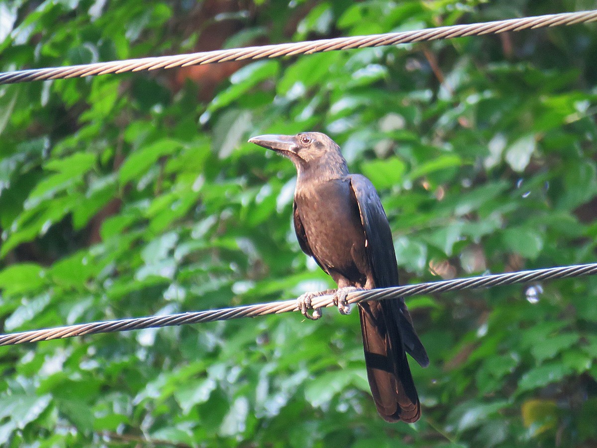 Large-billed Crow - Breyden Beeke