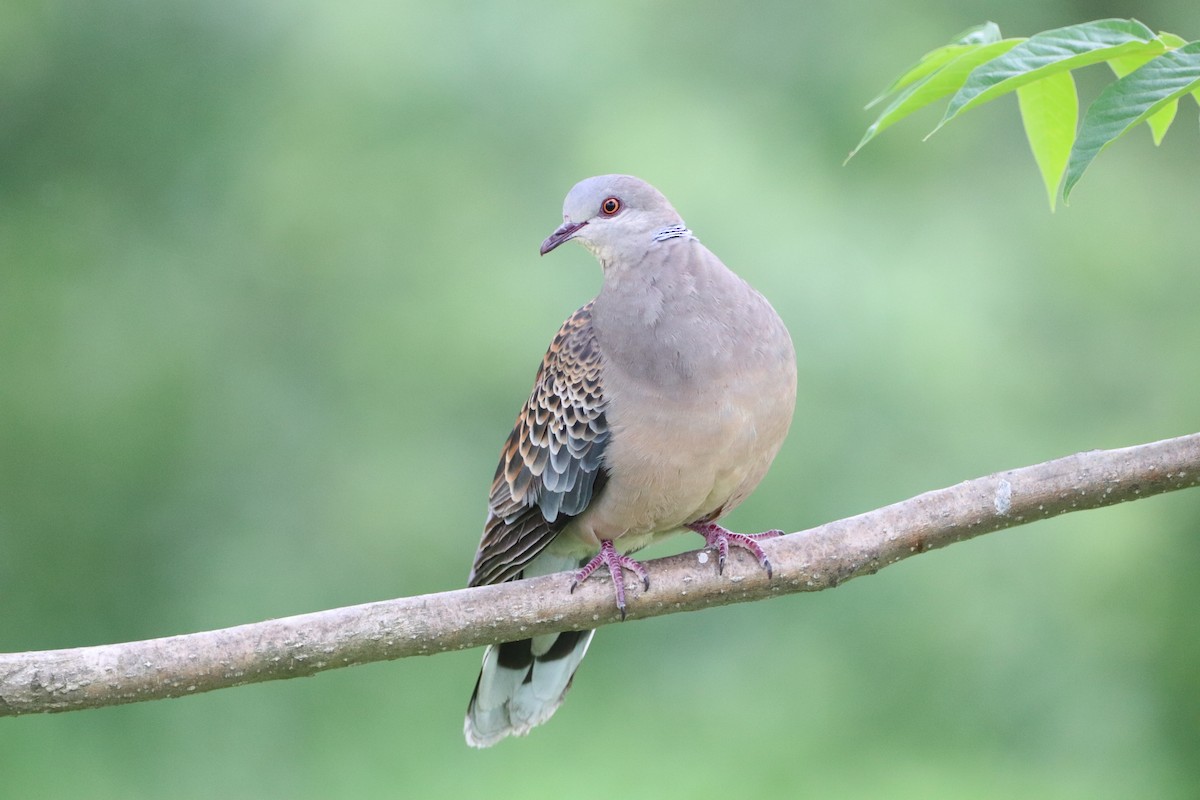 Oriental Turtle-Dove - Herman Viviers