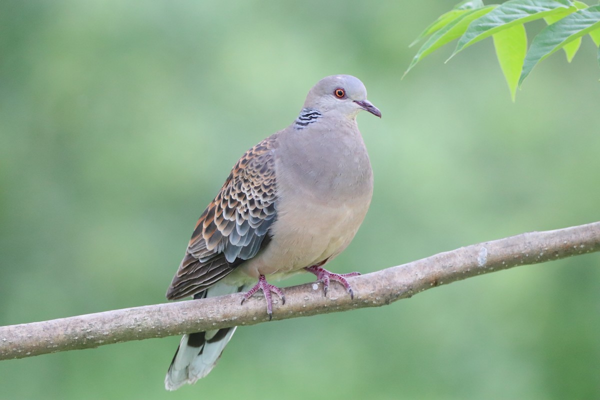 Oriental Turtle-Dove - Herman Viviers