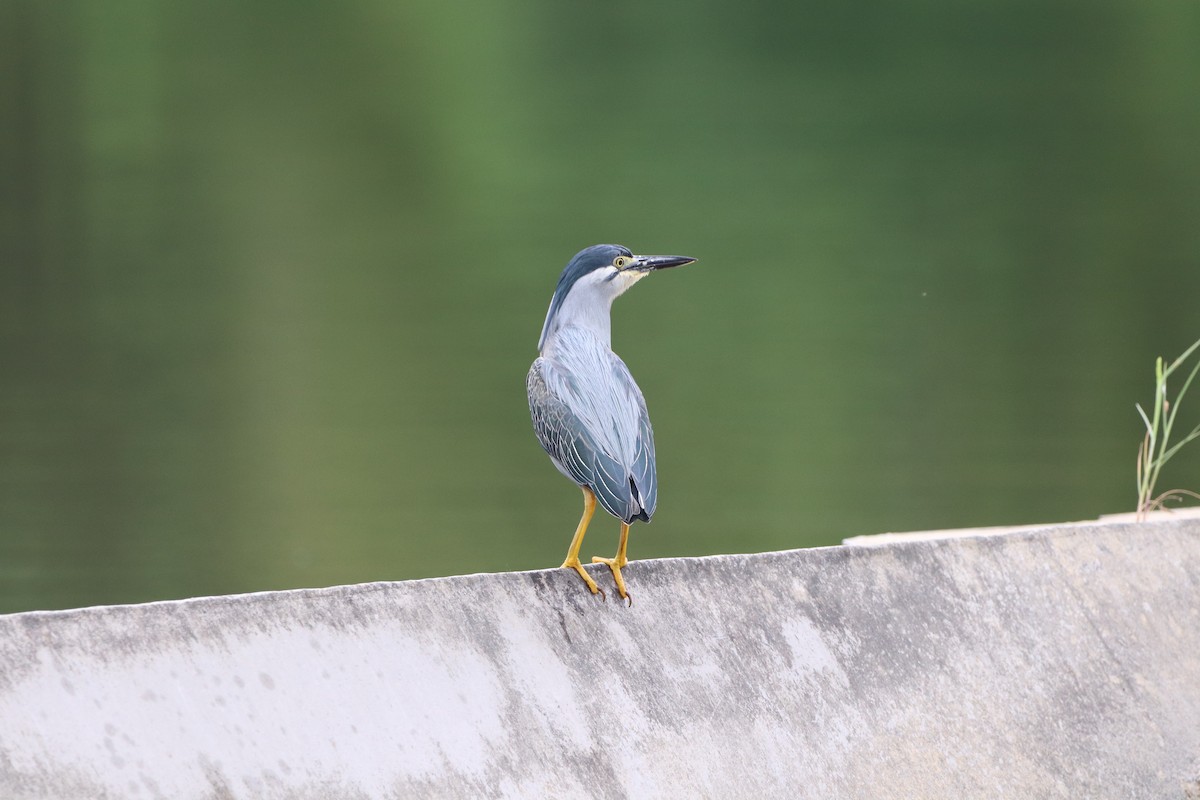 Striated Heron - Herman Viviers