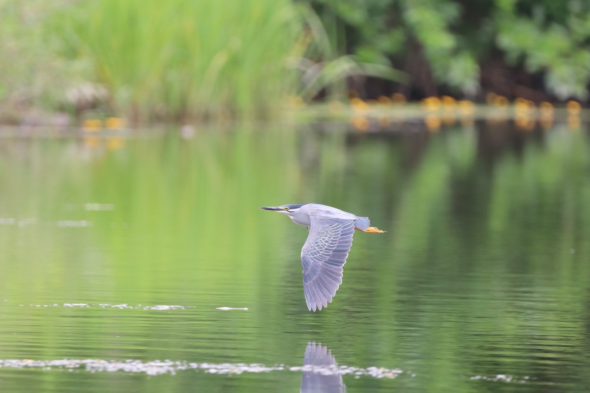 Striated Heron - Herman Viviers