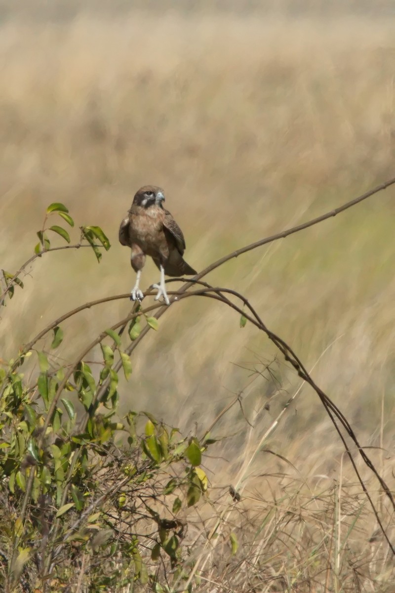 Brown Falcon - Ed Pierce