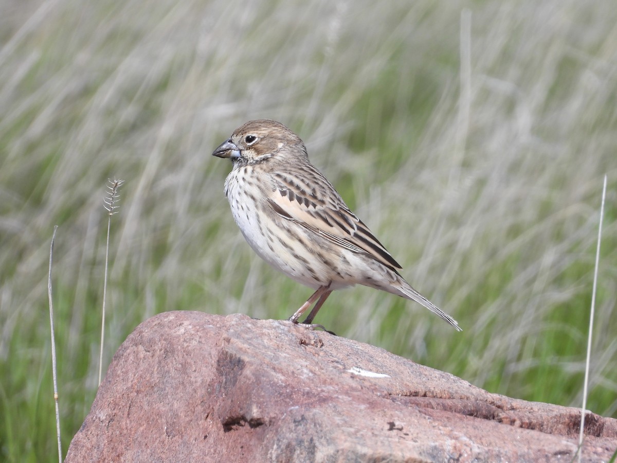 Lark Bunting - John Lundgren